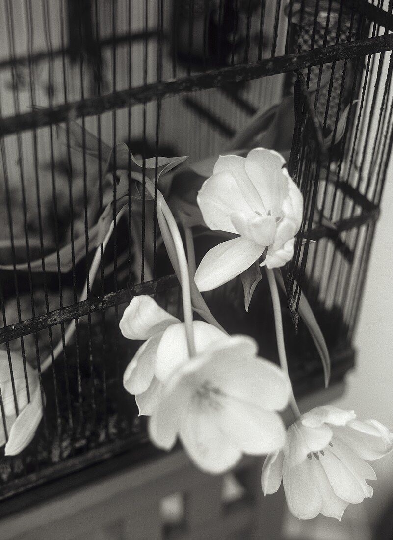 weiße Tulpen in einem Drahtkäfig