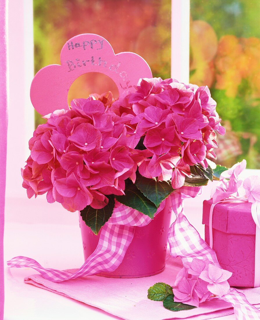 Pink hydrangea in flowerpot for birthday