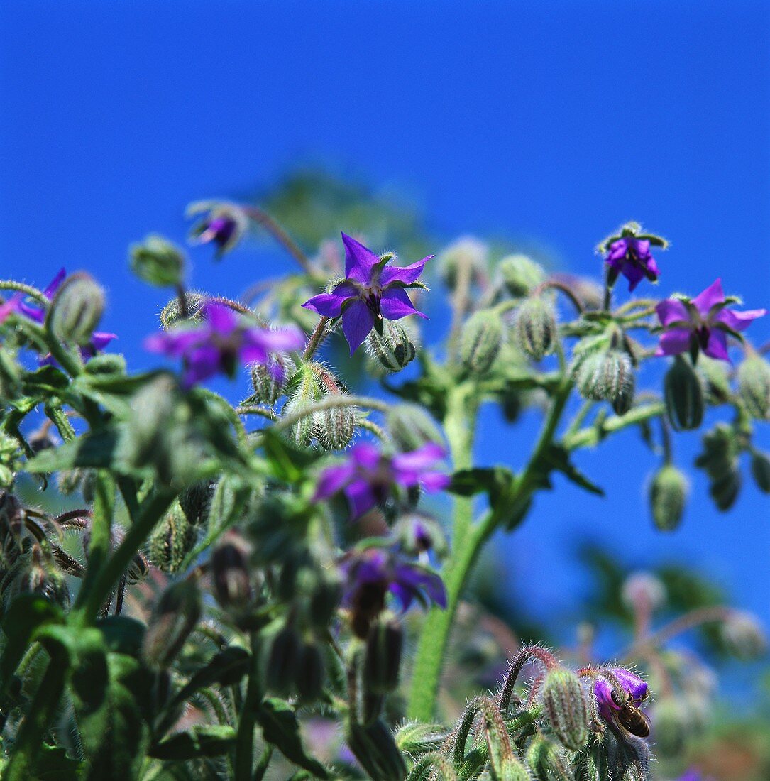 Flowering borage against blue sky