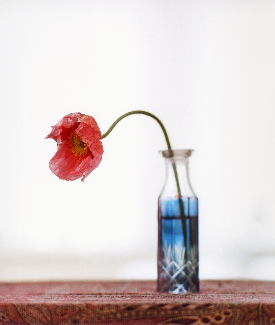 Poppy in a vase