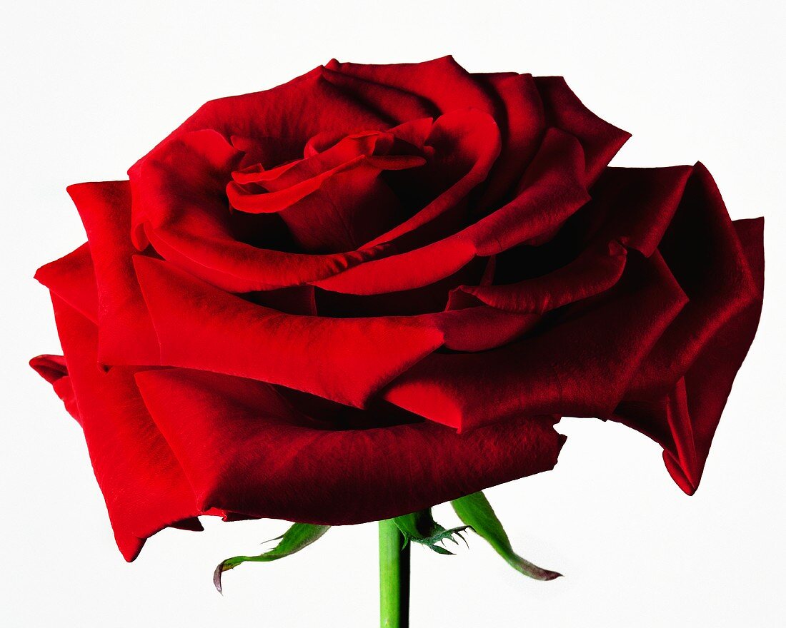 Eine rote Rose vor weißem Hintergrund