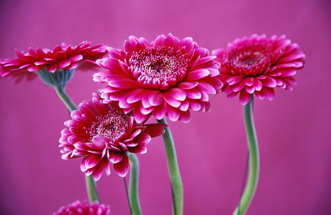 Pink gerberas in a vase