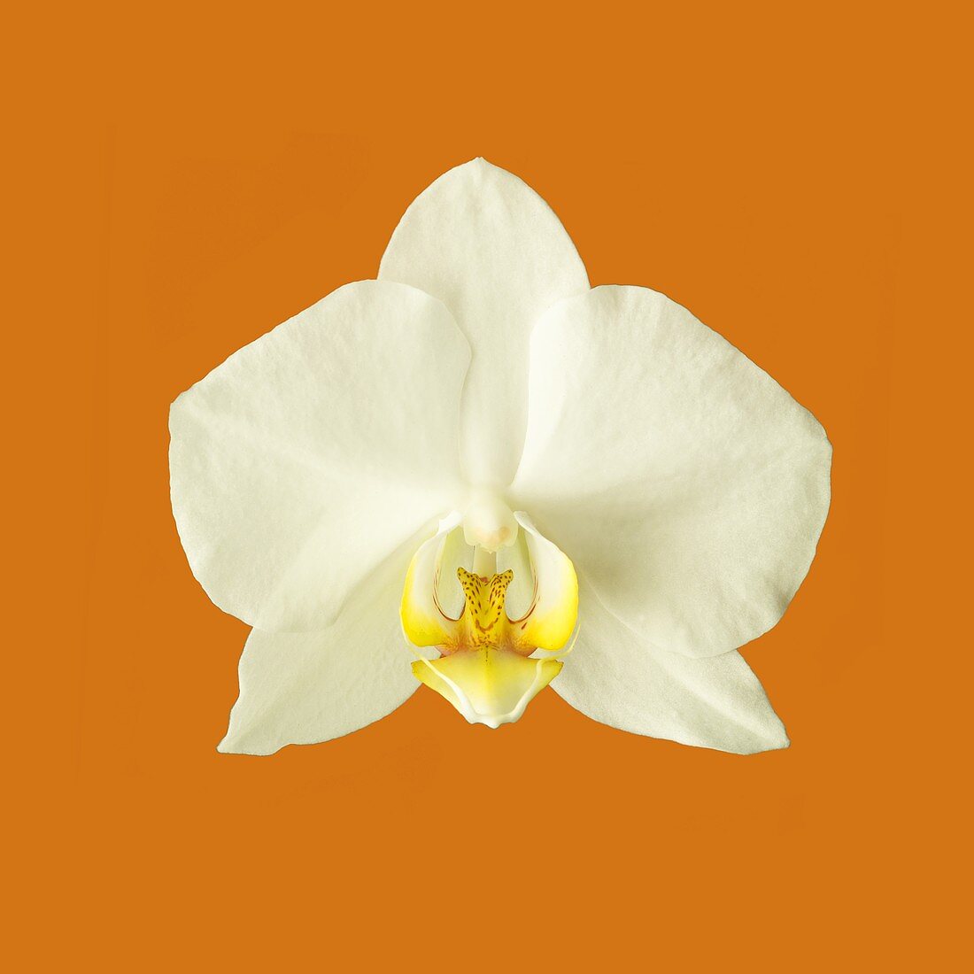 Eine weiße Orchideenblüte