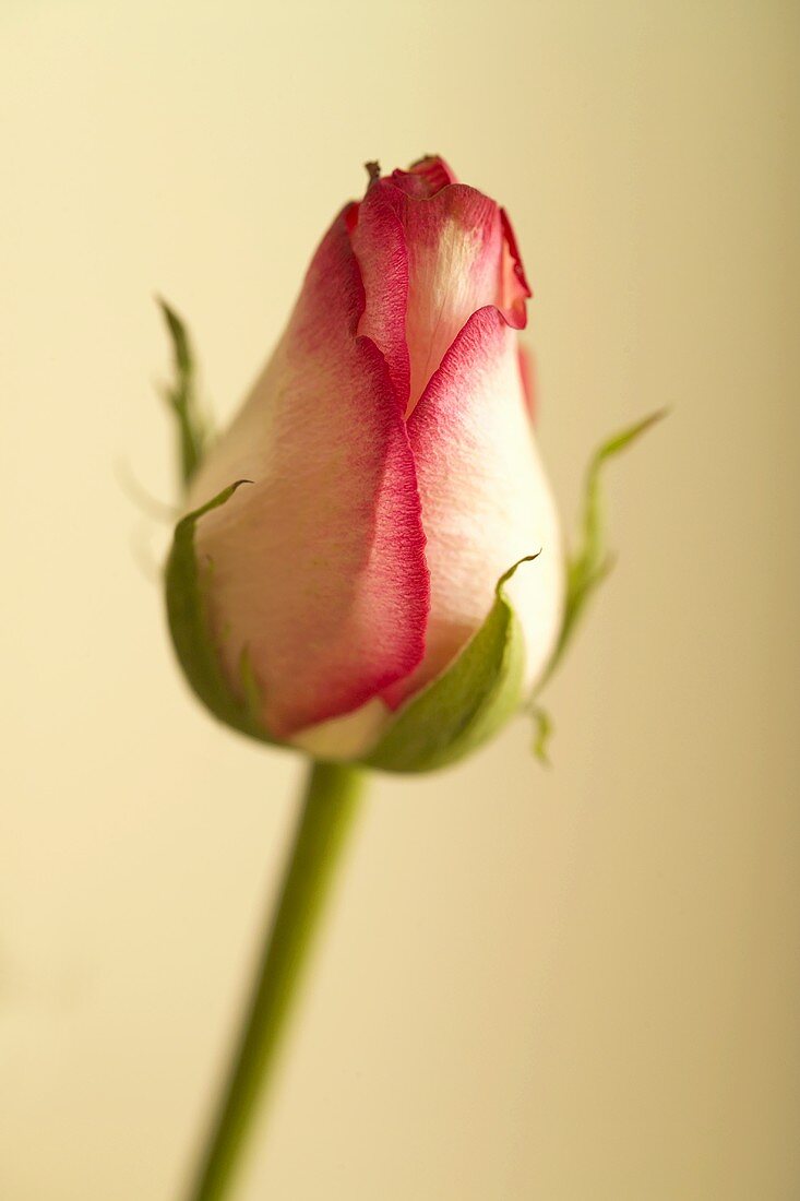 Eine Rose