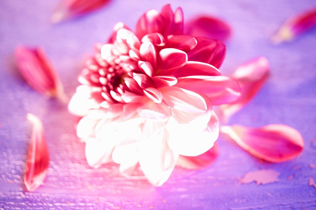 Eine rosa Dahlienblüte