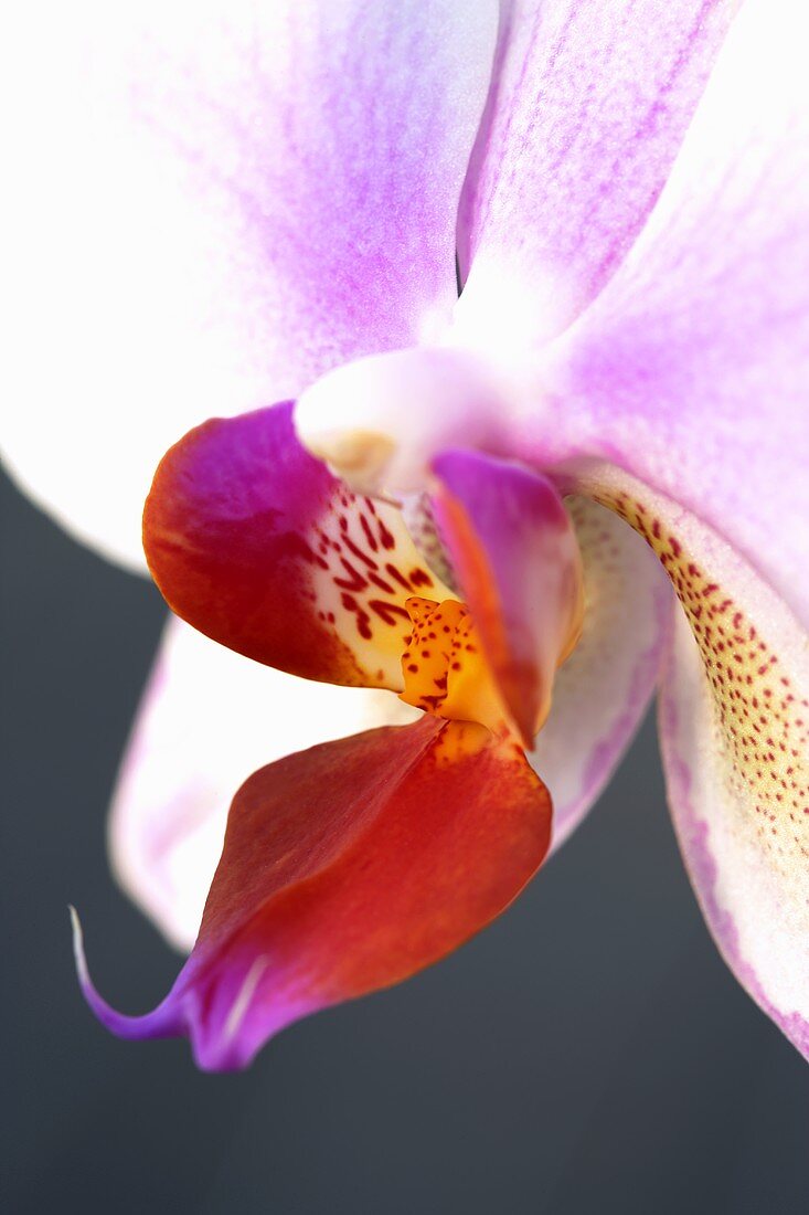 Eine Orchideenblüte