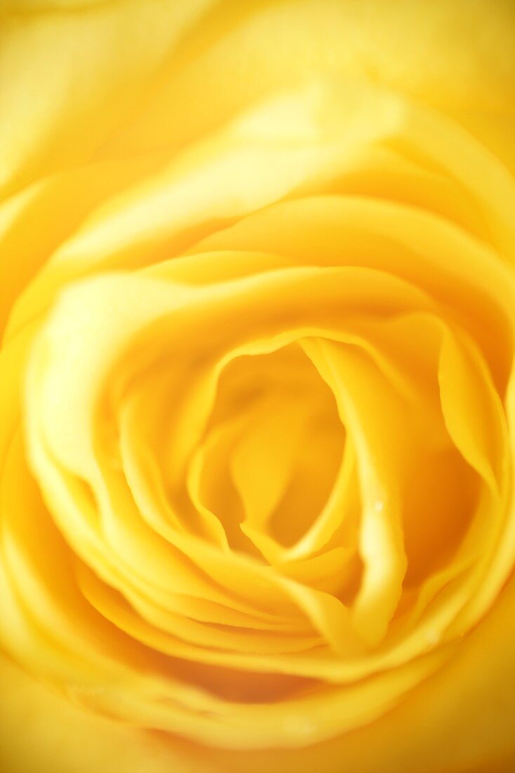 Gelbe Rosenblüte (Ausschnitt)