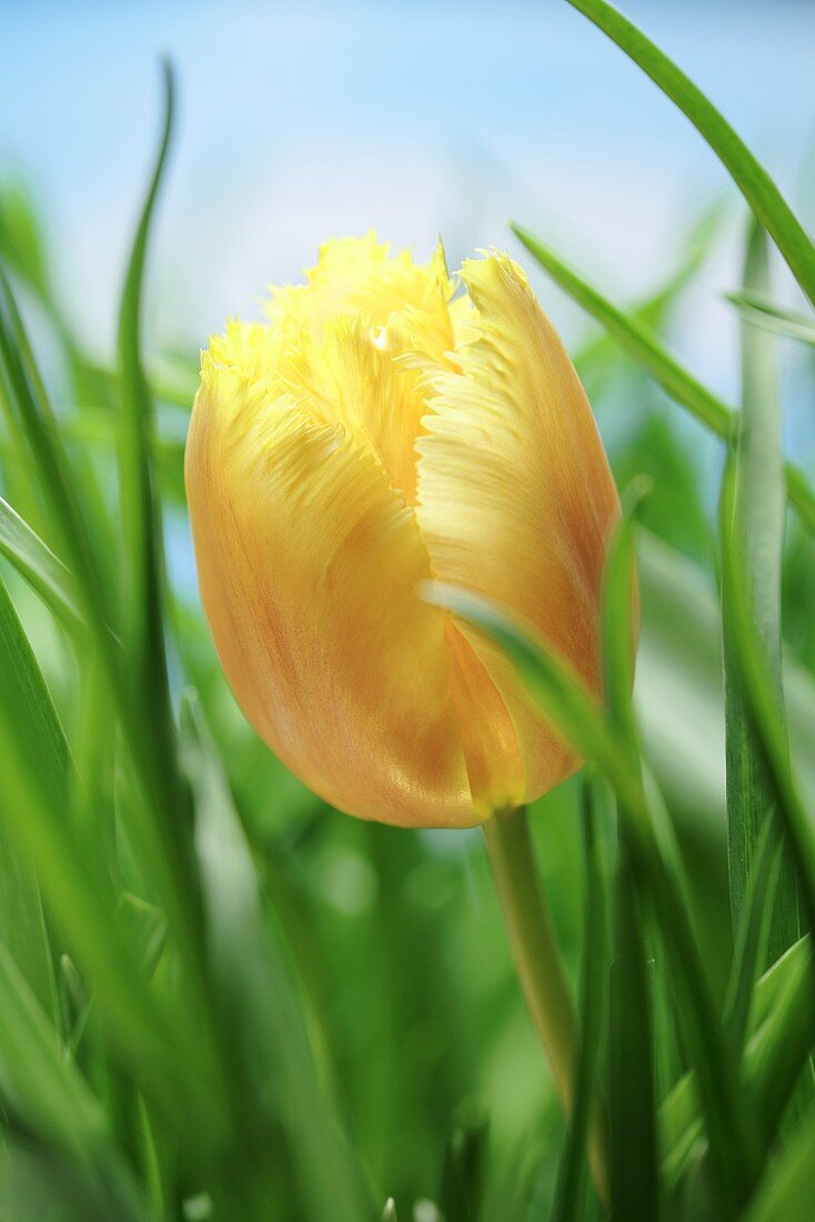 Yellow tulip in grass