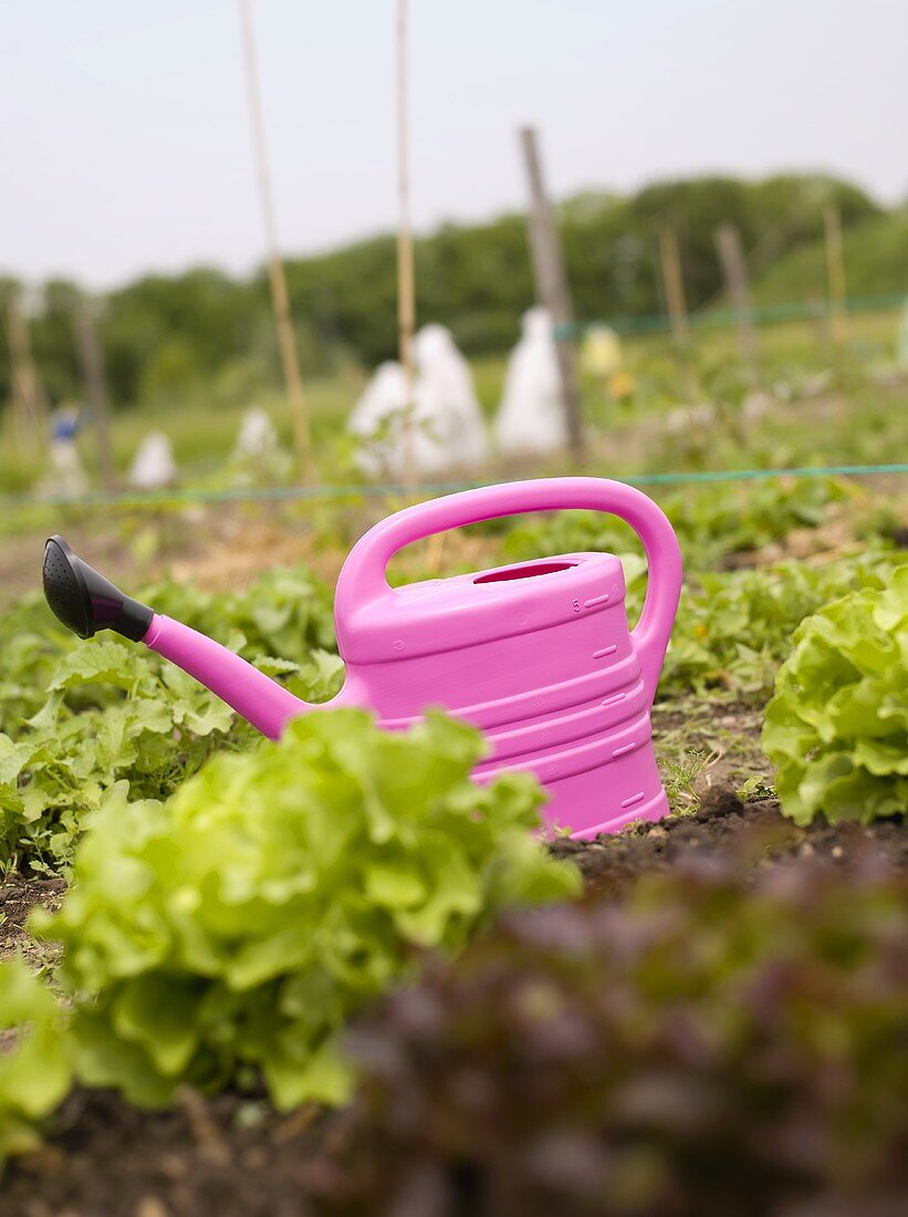 Watering can in a lettuce bed