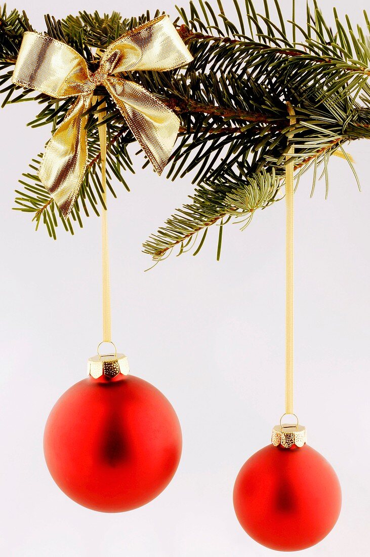 Two red Christmas baubles on fir branch