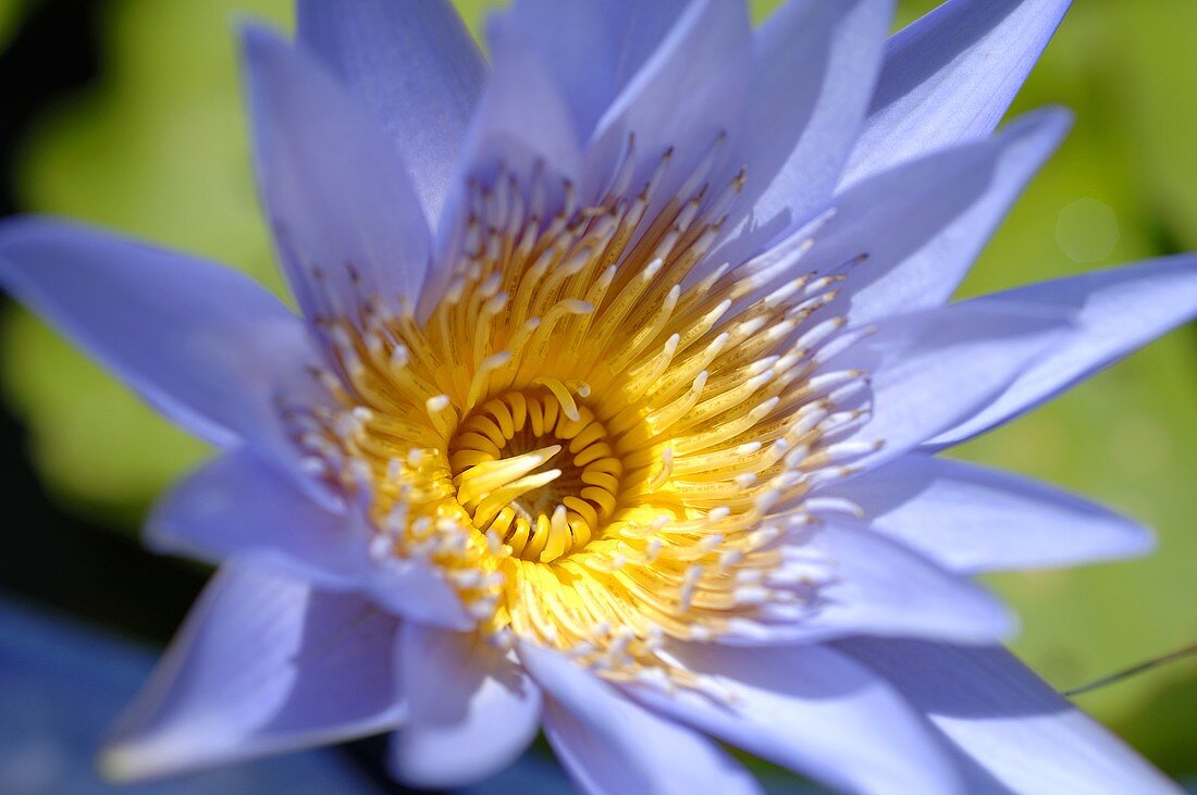 A lotus blossom