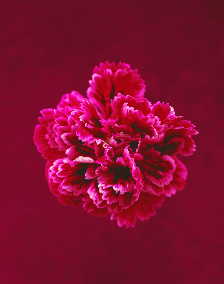 Red edible carnation against a dark red background
