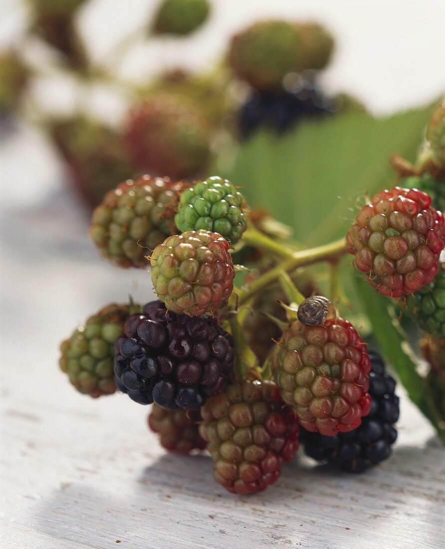 Unreife Brombeeren am Zweig