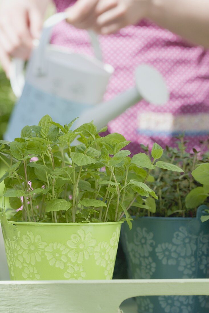 Gartenkräuter werden gegossen