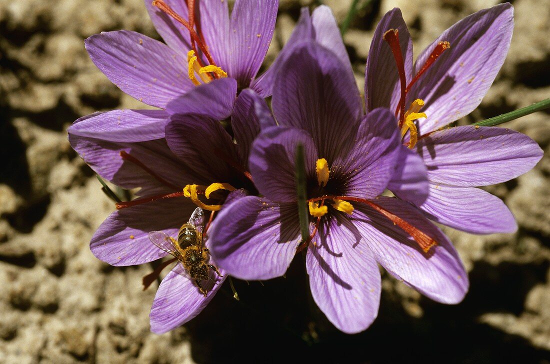 Safranblüte