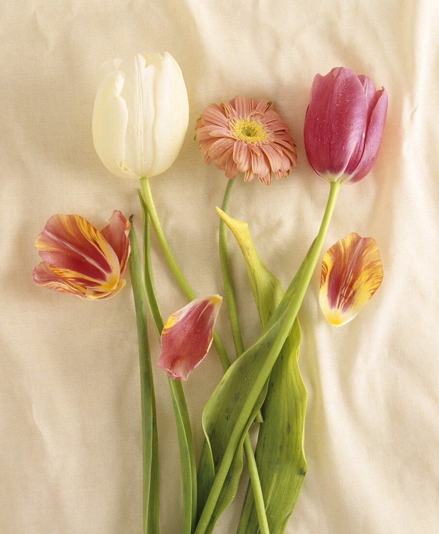 Tulpen und Gerbera