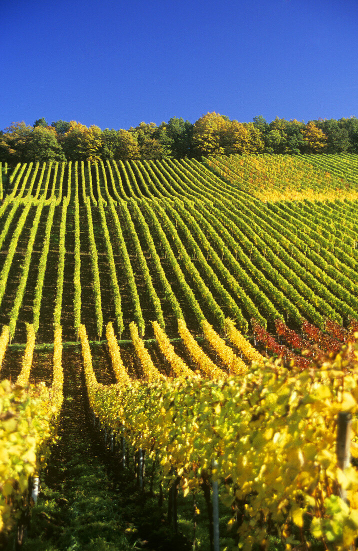 Vineyard in autumn, Germany