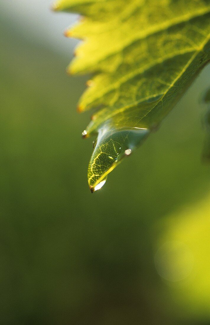Dewdrop on a vine leaf, Mosel-Saar-Ruwer, Germany