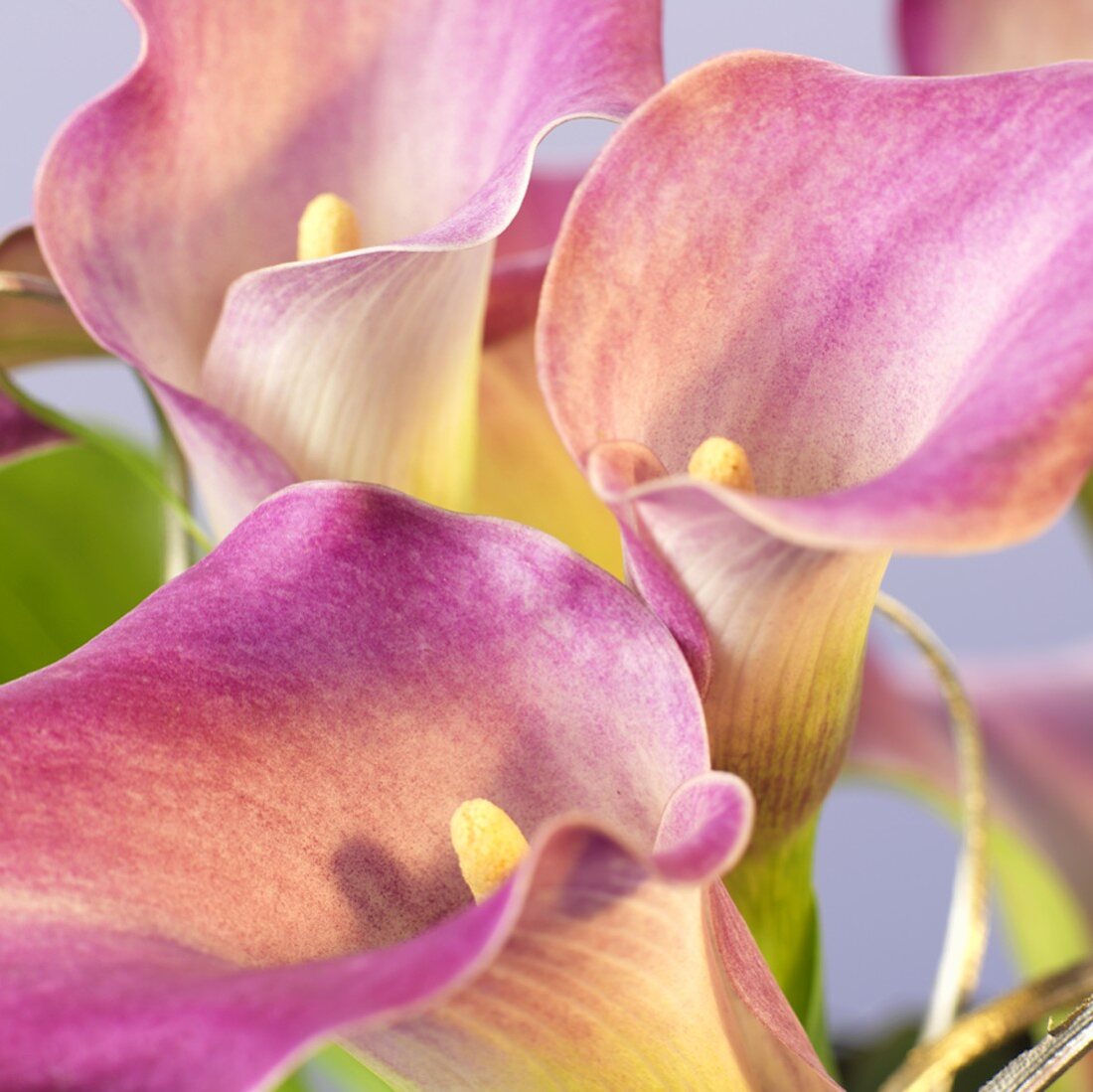 Violette Calla-Blüten, Nahaufnahme