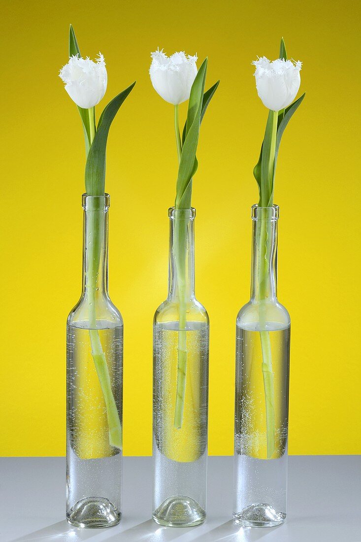 White tulips in three bottles