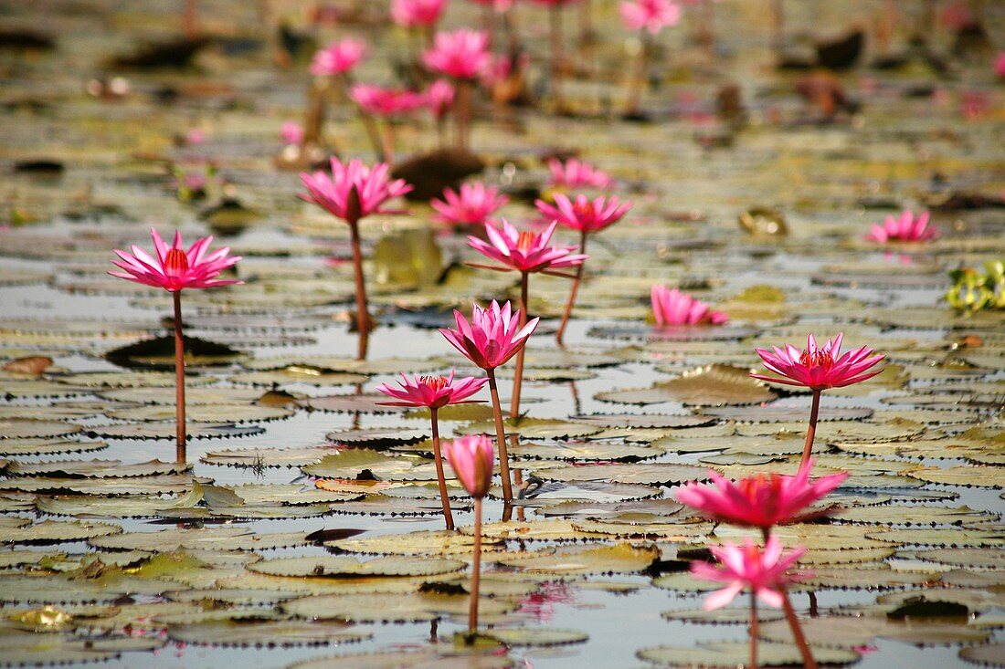 Pink water lilies in water