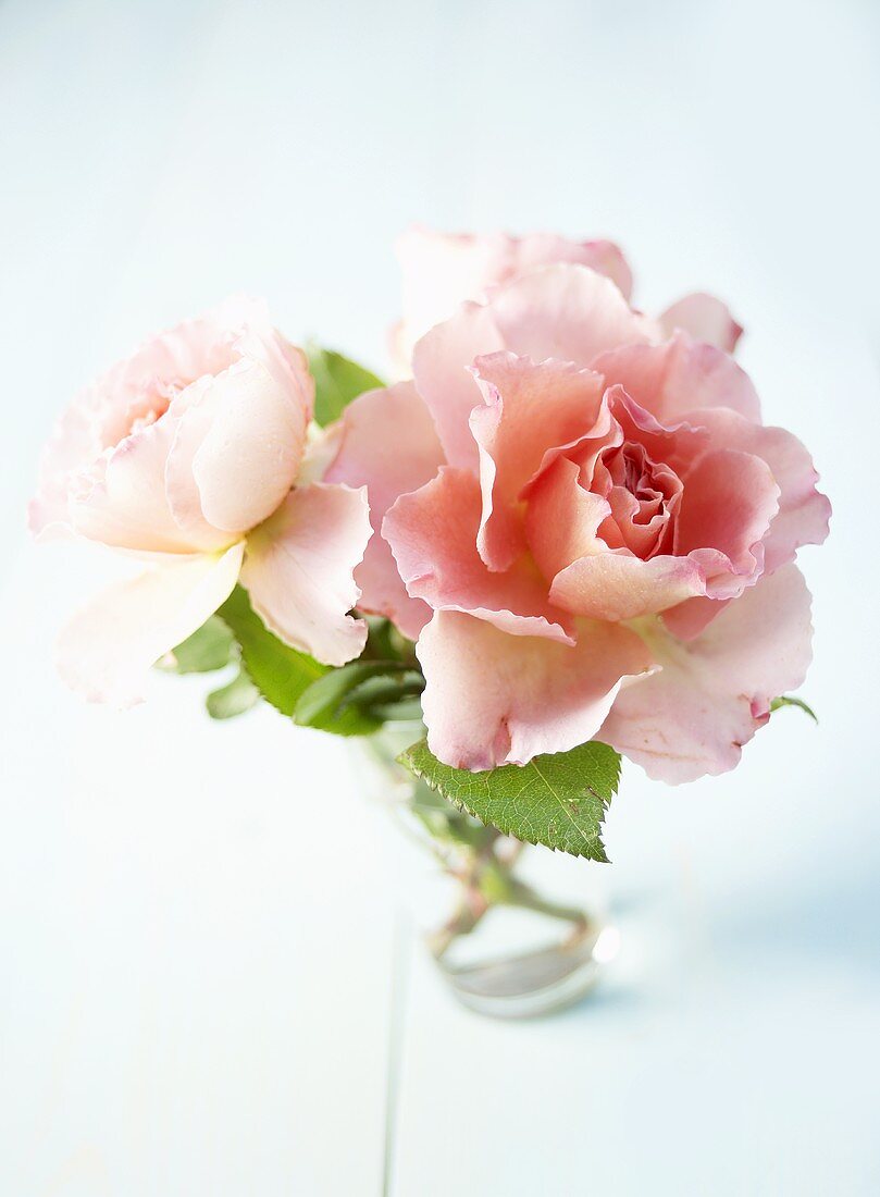 Pink roses ('Augusta Louise') in a vase