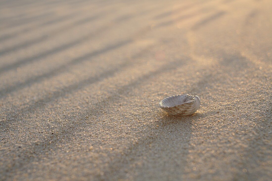 Schale einer Venusmuschel im Sand