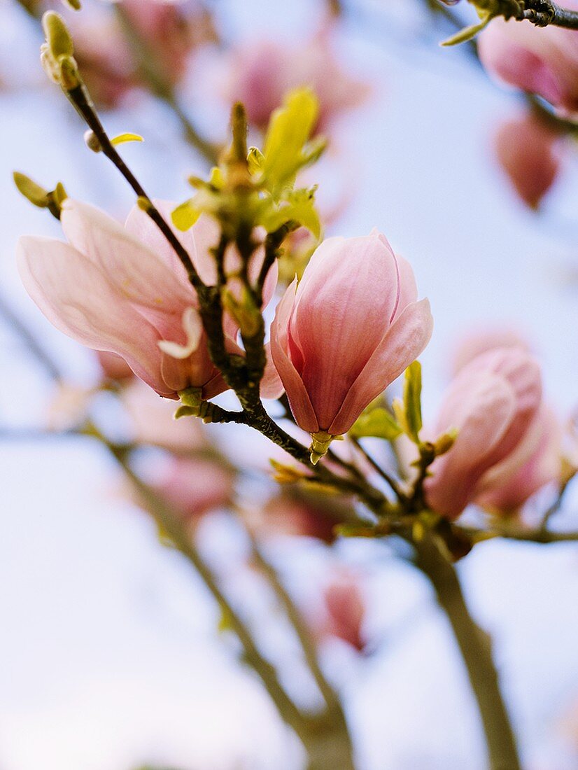Magnolia blossom on branch