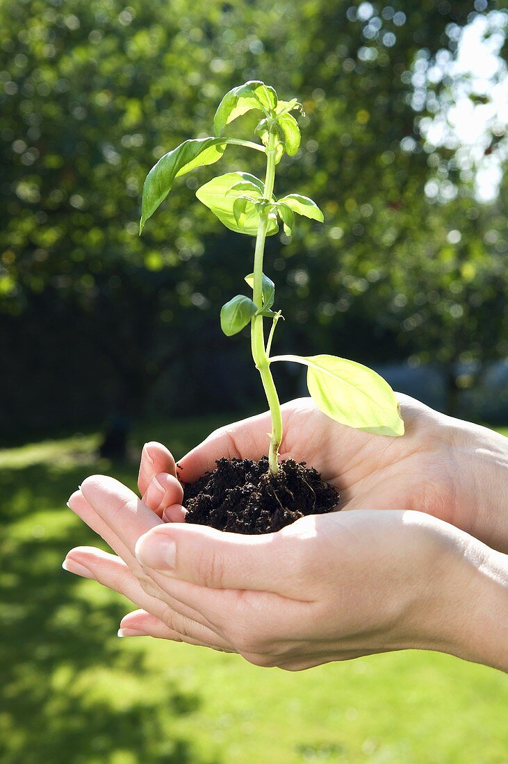 Hände halten Basilikumpflanze mit Erde