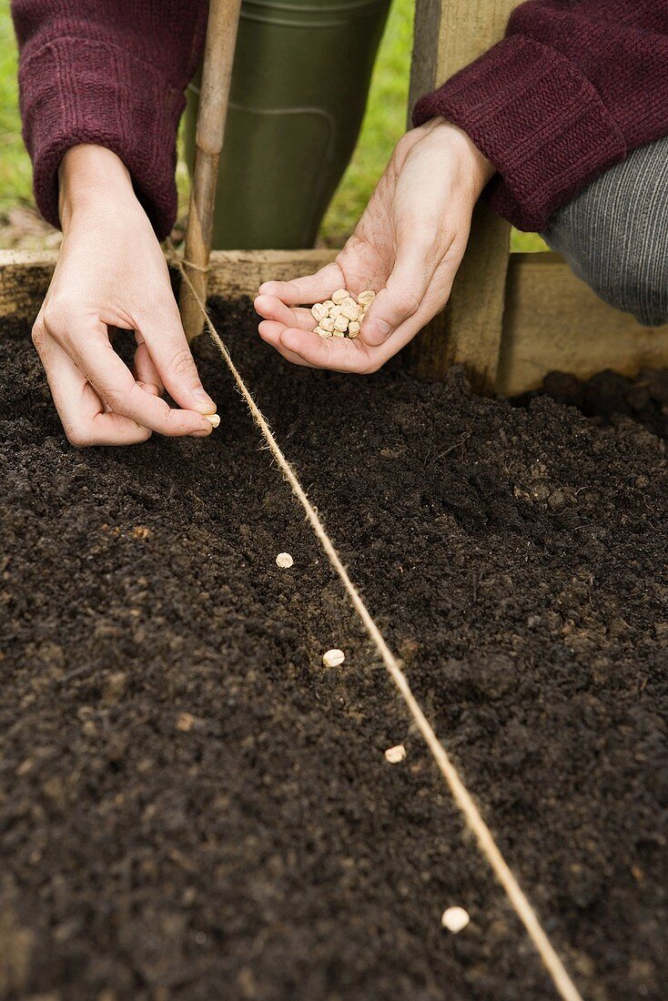 A woman planting seeds