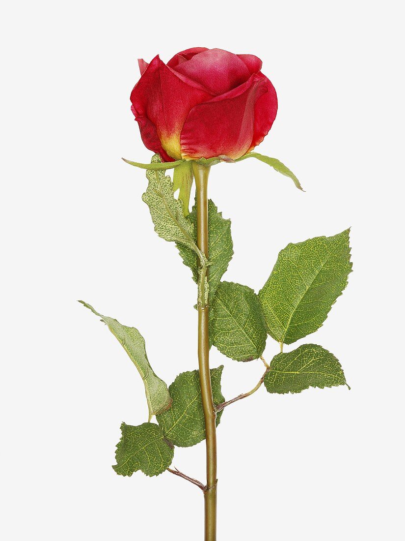 An artificial rose