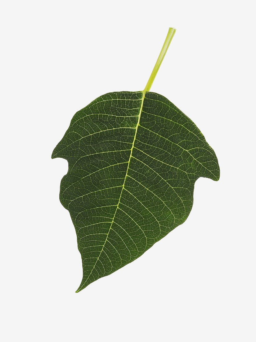 A poinsettia leaf