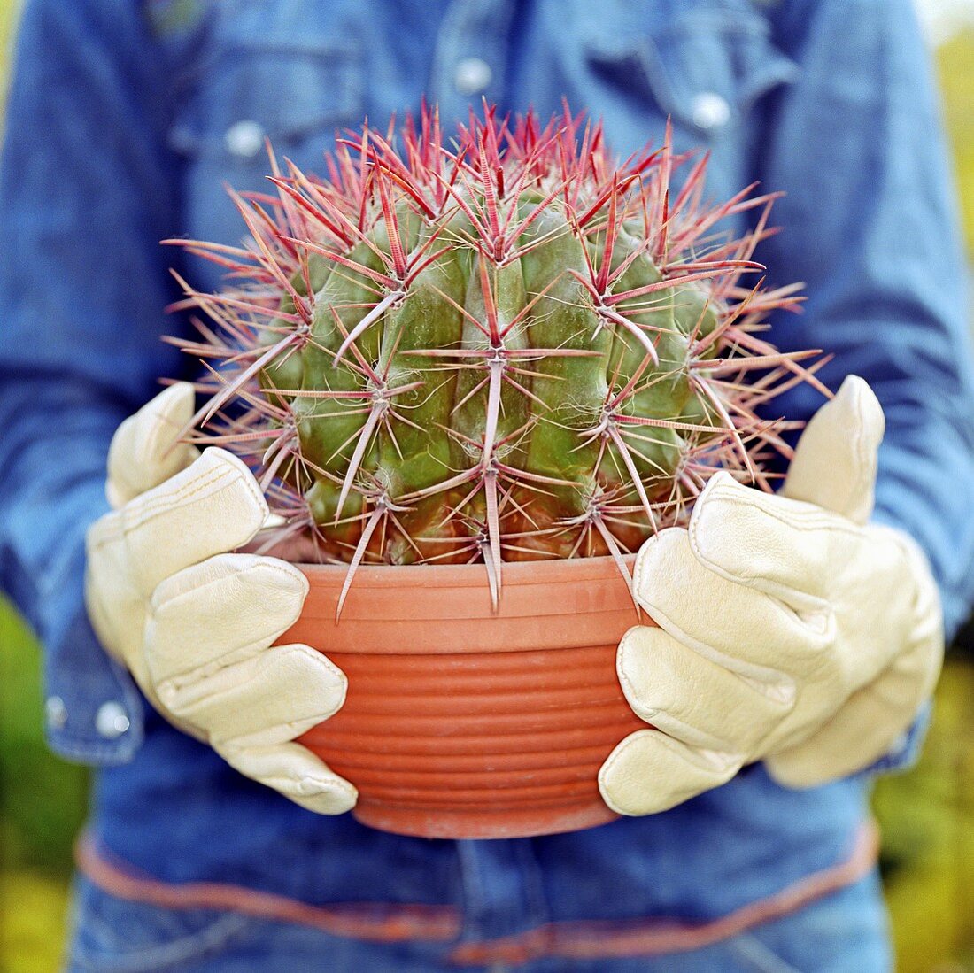 Runder Kaktus im Blumentopf