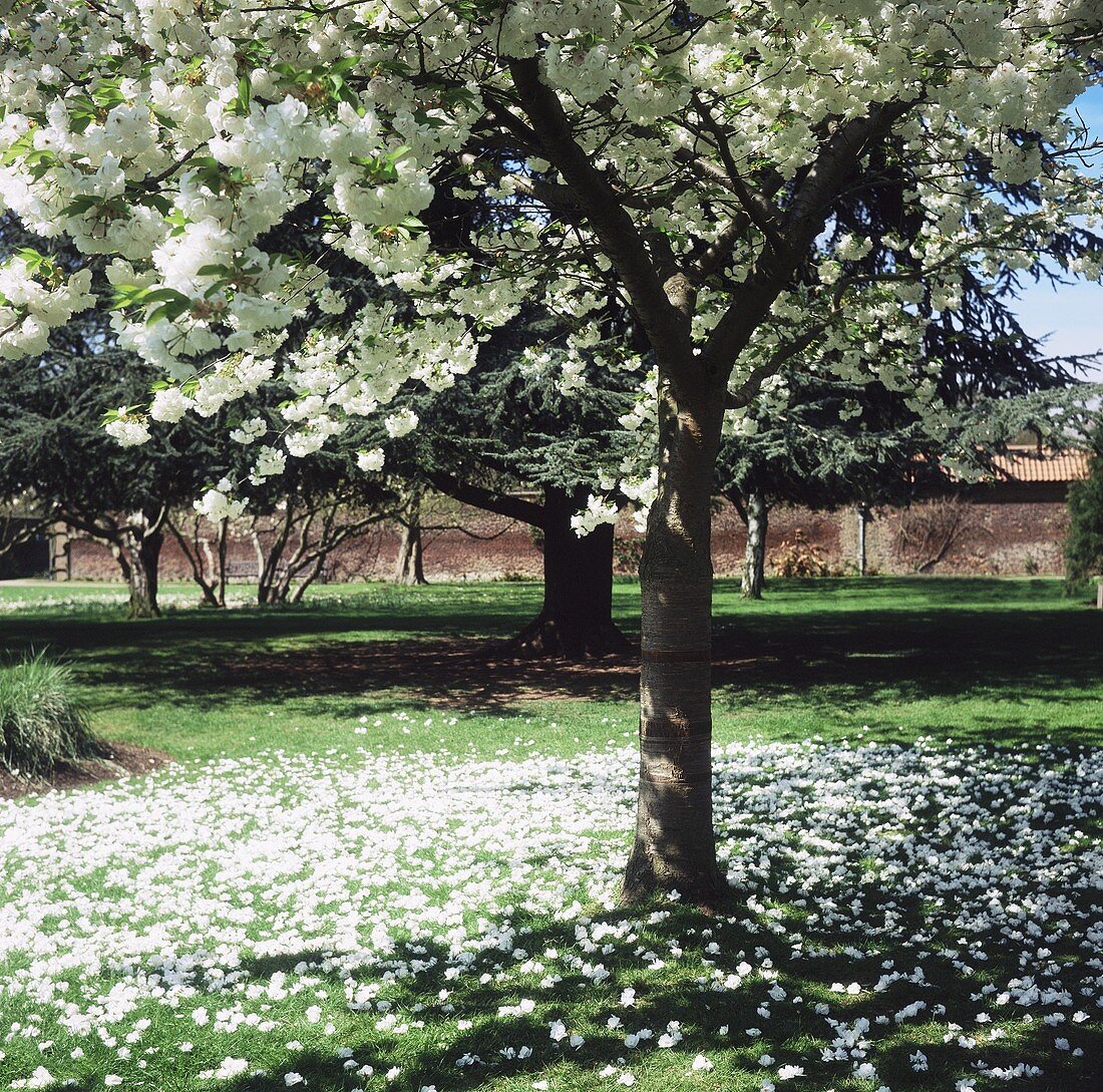 White blossom on a tree