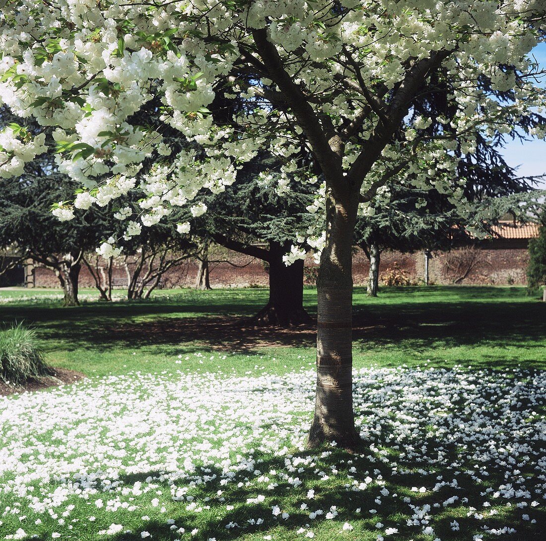 weiße Blüten an einem Baum