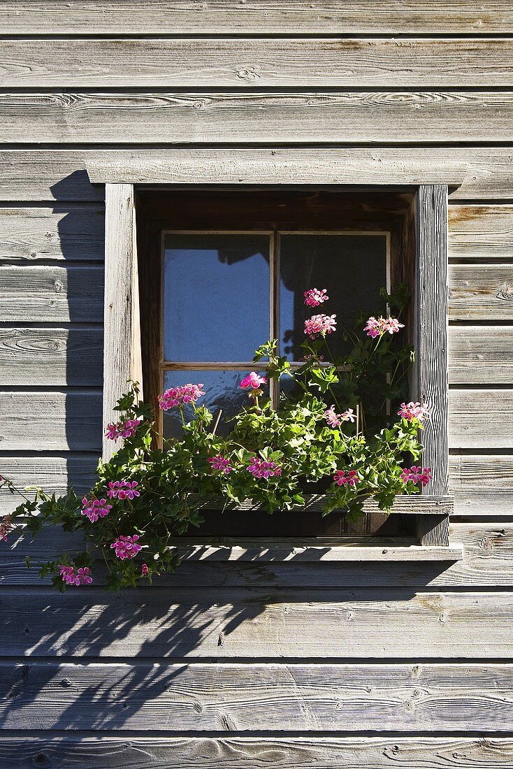 Pinke Geranien in einer Fenster-Box eines Holzhauses in Vals