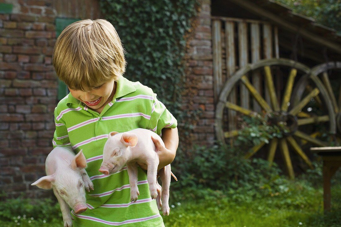 A boy carrying piglets