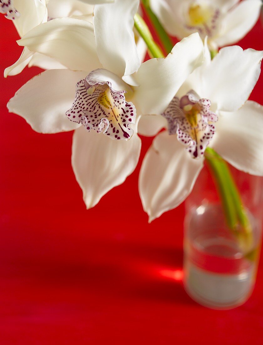 White orchids in glass vase