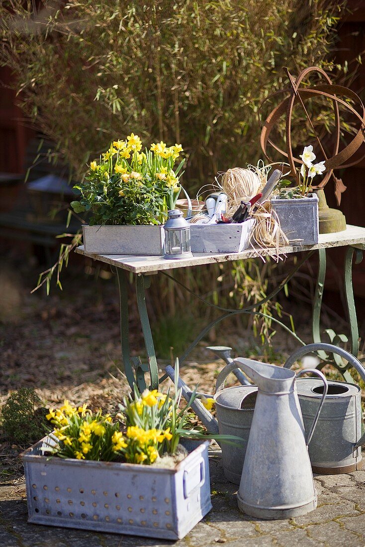 Frühlingsblumen und Giesskannen im Garten