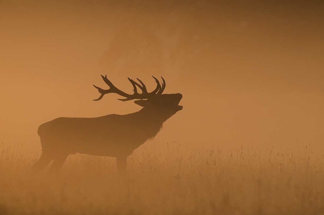 Röhrender Hirsch auf Waldlichtung im Nebel