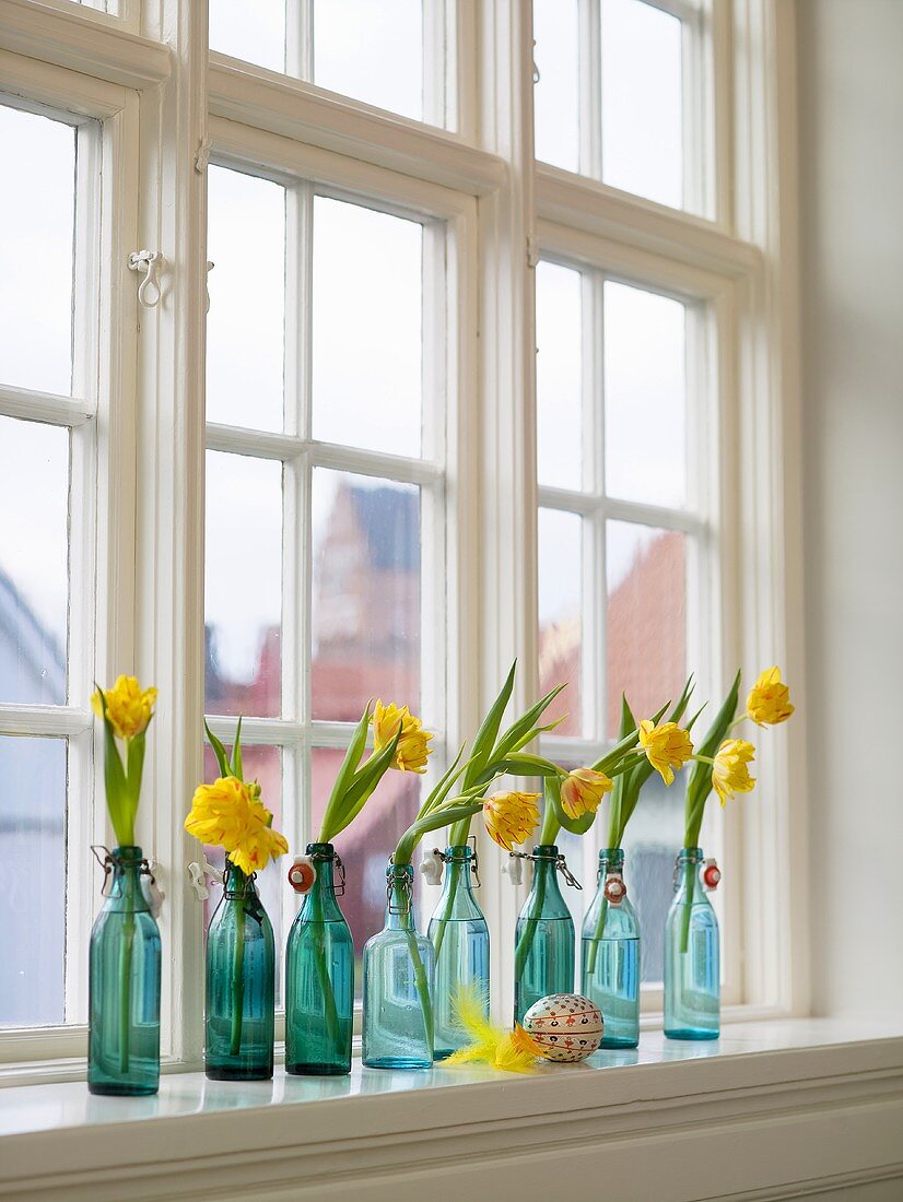 Narcissus in turquoise bottles on a window sill