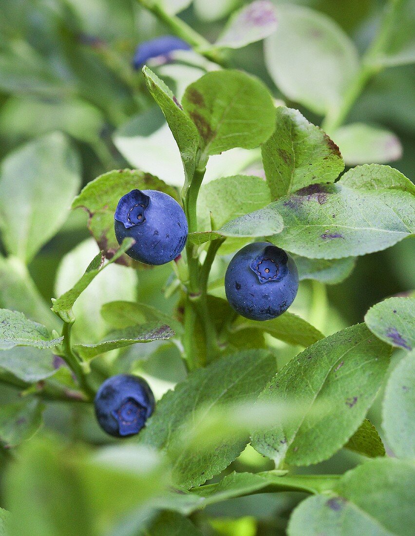 Fresh blueberries on the bush (close-up)