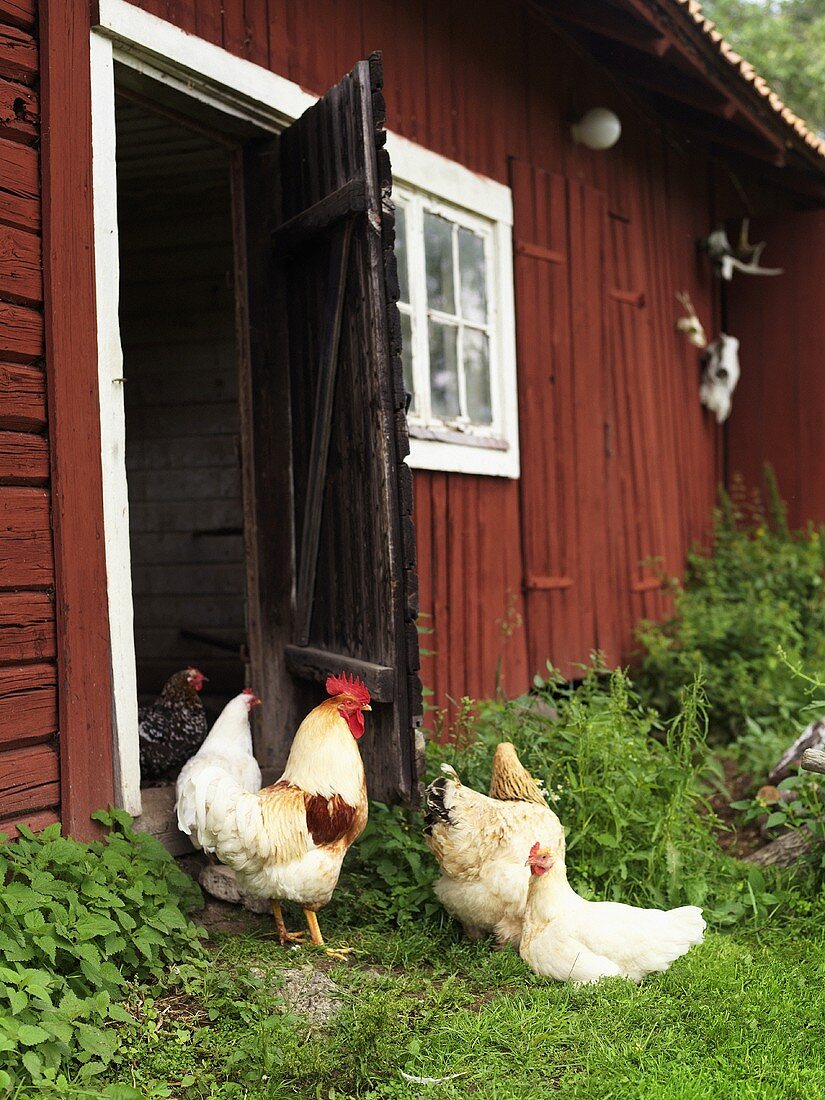A cockerel and chickens in front of a barn