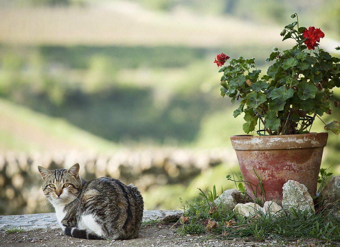 Katze neben Blumentopf mit Pelargonien