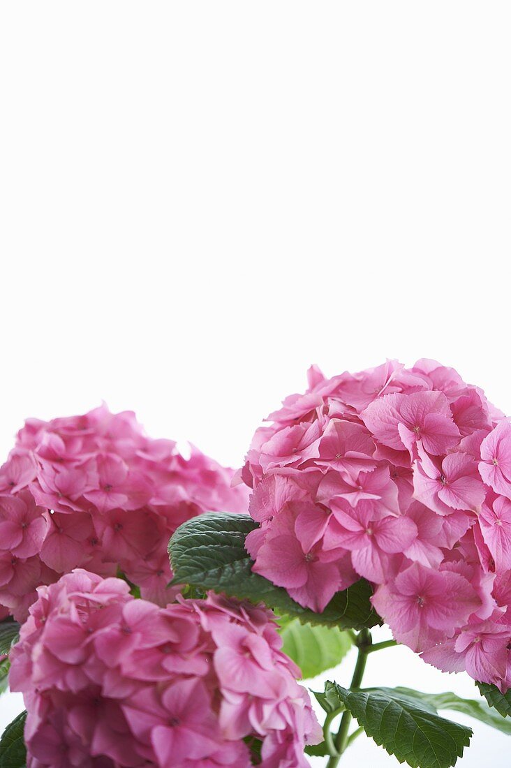 Pinkfarbene Hortensien