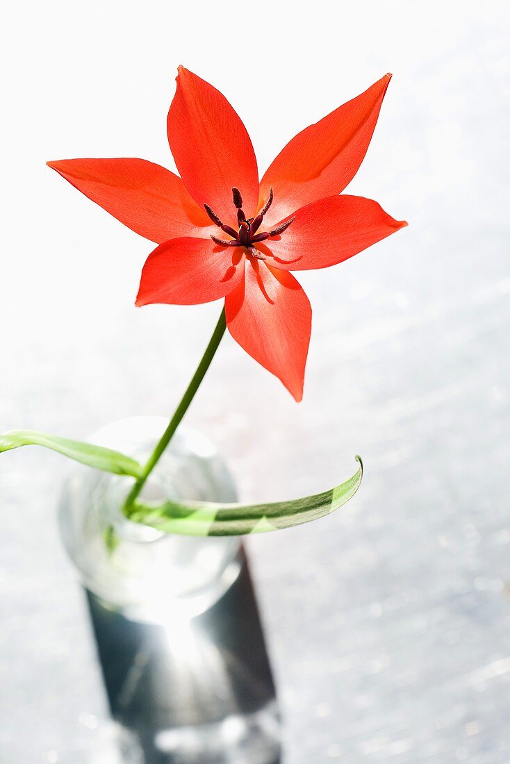 Fully open red tulip in a vase