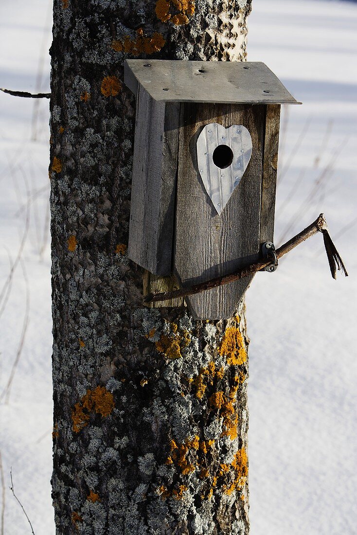 Bird house hanging on a tree in winter