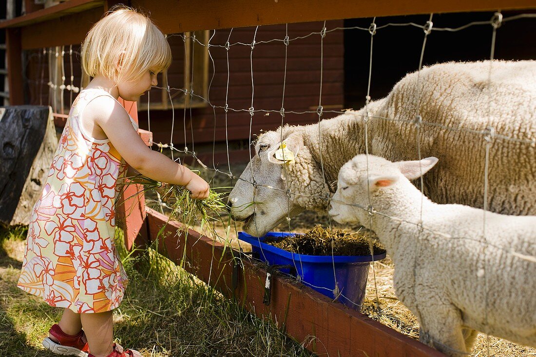 Kleines Mädchen füttert Schafe mit Gras