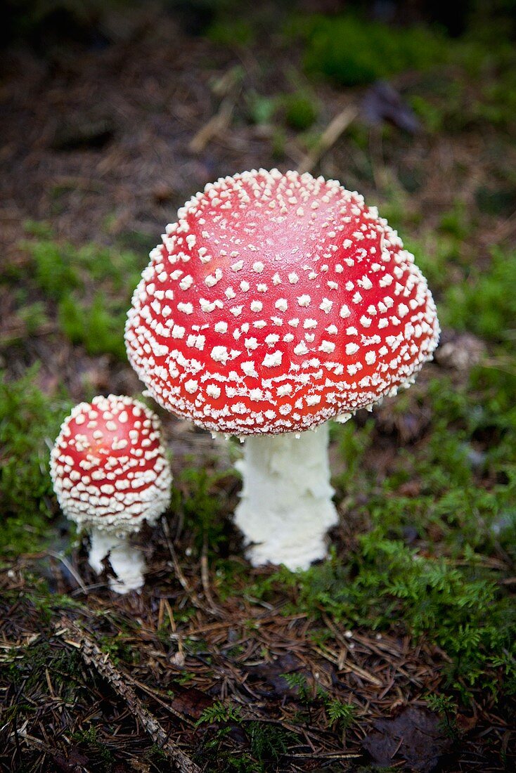 Two toadstools in the forest