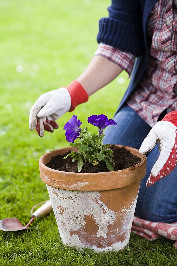 Woman planting petunia in terracotta pot
